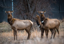 New elk added to West Virginia herd elk