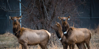 New elk added to West Virginia herd elk