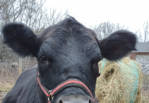 The calf that wasn’t eric keller cow