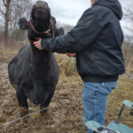 Mud won’t stop Baby from giving birth to a new calf Eric Keller and his cow Baby