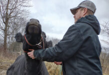 Eric Keller and his cow Baby