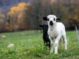 Finding grace in motherhood: Lessons from the prairie lambs