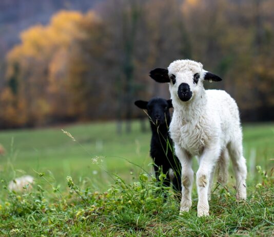 Finding grace in motherhood: Lessons from the prairie lambs