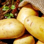 Potato-threatening pathogens reported for first time in Pennsylvania potatoes