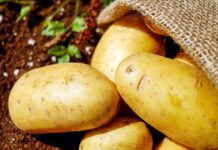 Potato-threatening pathogens reported for first time in Pennsylvania potatoes