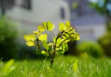 Spring planting and pruning of woody ornamentals sapling