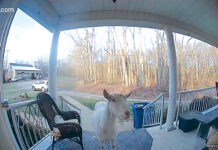 Prone to roam seabolt goat