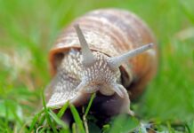 A snail’s pace snail