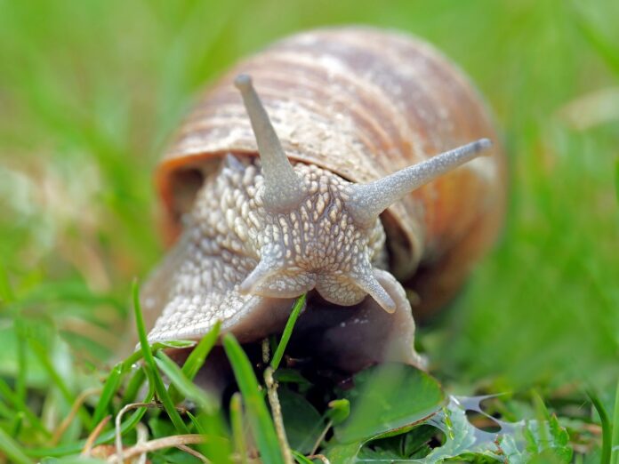 snail