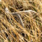 a shed antler in a field of tall grass