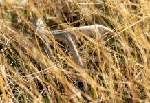Hunting for sheds after deer season ends a shed antler in a field of tall grass