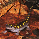 spotted salamander
