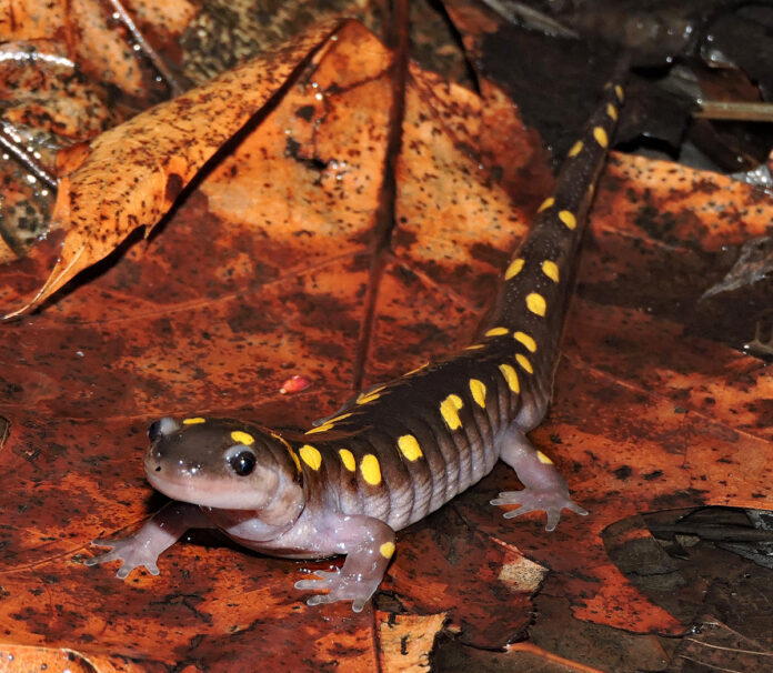 spotted salamander