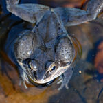 The sounds of spring start here egg mass