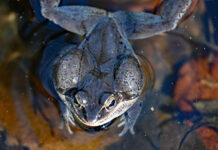 The sounds of spring start here egg mass