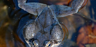 The sounds of spring start here egg mass