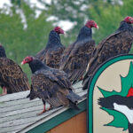The truth about turkey vultures turkey vultures