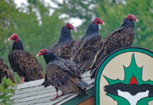 The truth about turkey vultures turkey vultures