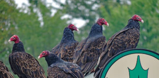 turkey vultures