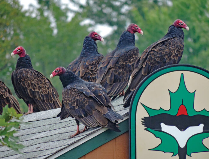 turkey vultures turkey vultures