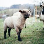 Clun Forest sheep