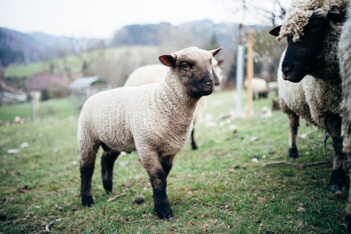 Clun Forest sheep Clun Forest sheep