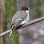 eastern phoebe