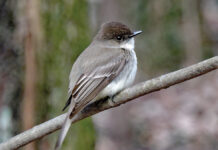 Eastern phoebe: The harbinger eastern phoebe