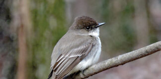 eastern phoebe