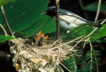 Geauga Parks hosts bird walks black throated blue warbler