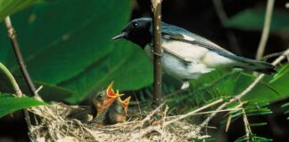 black throated blue warbler