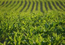 Guebert: We’re about to find out corn