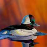 Ohio’s 2024 Wetlands Habitat Stamp winner features bufflehead duck stamp