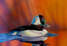 Ohio’s 2024 Wetlands Habitat Stamp winner features bufflehead duck stamp