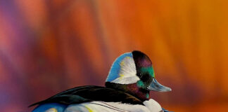 Ohio’s 2024 Wetlands Habitat Stamp winner features bufflehead duck stamp