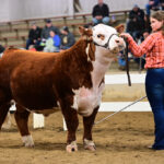Buckeye Hereford Show continues long history at Ohio Beef Expo Jillian Johnson