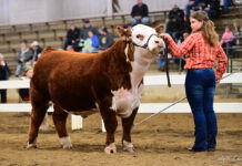Buckeye Hereford Show continues long history at Ohio Beef Expo Jillian Johnson
