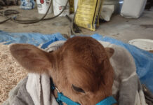 Not for the faint of heart Eric Keller's baby calf Peanut