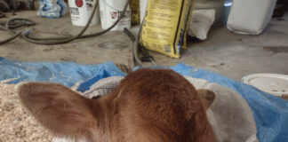 Not for the faint of heart Eric Keller's baby calf Peanut