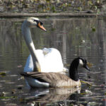 mute swan