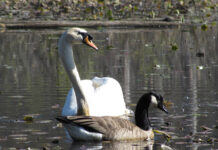The swan dance: A true story mute swan