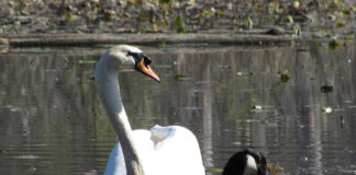 mute swan