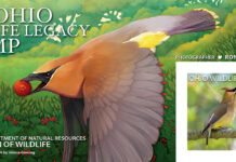 2024 Ohio Wildlife Legacy Stamp available for purchase 2024 Ohio Wildlife Legacy Stamp