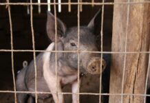 Ohio woman mauled in fatal pig attack pig
