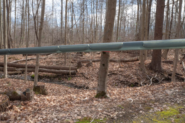 Sap Seldom Seen Farm