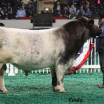 Seedstock production is serious business for Ohio cattlemen