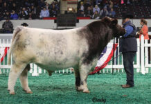 Seedstock production is serious business for Ohio cattlemen