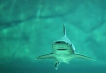 Some Lake Erie bull shark