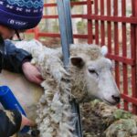 An ode to sheep shearers sheep shearing