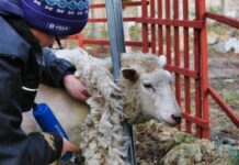 Apply now for shearing grants sheep shearing